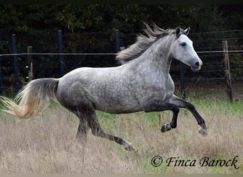 Hispano, Klacz, 5 lat, 160 cm, Siwa