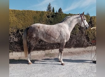 Hispano, Klacz, 6 lat, 161 cm, Siwa