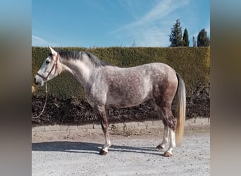 Hispano, Klacz, 6 lat, 161 cm, Siwa