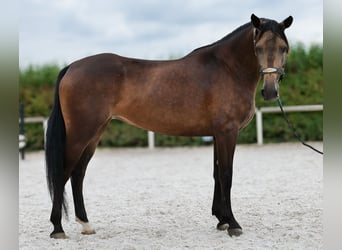 Hispano Mix, Klacz, 6 lat, Jelenia