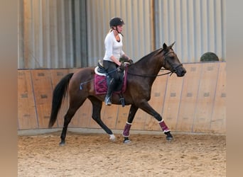 Hispano Mix, Klacz, 6 lat, Jelenia