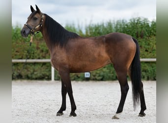 Hispano Mix, Klacz, 6 lat, Jelenia