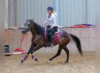 Hispano Mix, Klacz, 6 lat, Jelenia