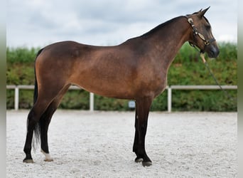 Hispano Mix, Klacz, 6 lat, Jelenia