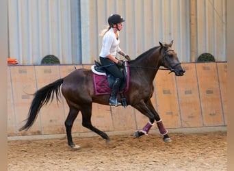 Hispano Mix, Klacz, 6 lat, Jelenia
