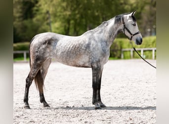 Hispano, Klacz, 7 lat, 153 cm, Siwa