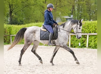 Hispano, Klacz, 7 lat, 153 cm, Siwa