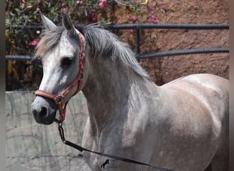 Hispano, Klacz, 7 lat, 153 cm, Siwa