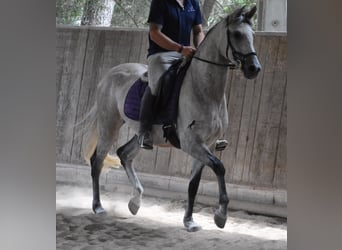 Hispano, Klacz, 7 lat, 153 cm, Siwa