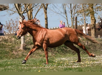 Hispano, Klacz, 8 lat, 157 cm, Kasztanowata
