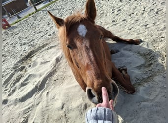Hispano, Klacz, 8 lat, 157 cm, Kasztanowata