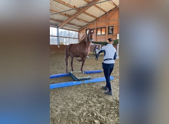 Hispano, Klacz, 8 lat, 157 cm, Kasztanowata