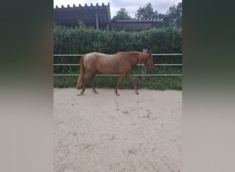 Hispano, Klacz, 8 lat, 157 cm, Kasztanowata