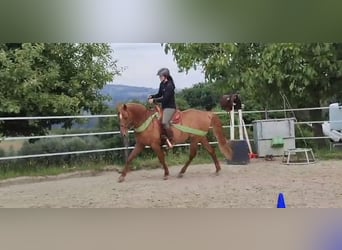 Hispano, Klacz, 8 lat, 157 cm, Kasztanowata