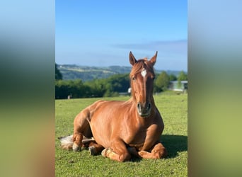 Hispano, Klacz, 8 lat, 157 cm, Kasztanowata