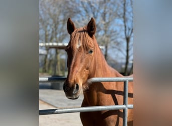 Hispano, Klacz, 8 lat, 157 cm, Kasztanowata