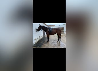 Hispano, Klacz, 8 lat, 162 cm, Gniada