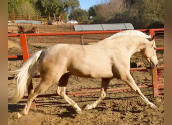 Hispano, Klacz, 8 lat, 167 cm, Izabelowata