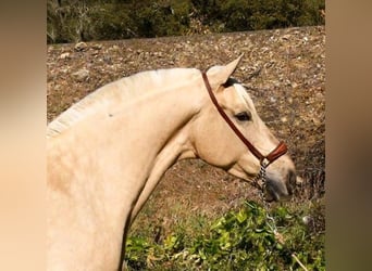 Hispano, Klacz, 8 lat, 167 cm, Izabelowata