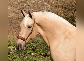Hispano, Klacz, 8 lat, 167 cm, Izabelowata