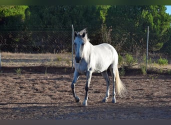Hispano, Klacz, 9 lat, 160 cm, Siwa