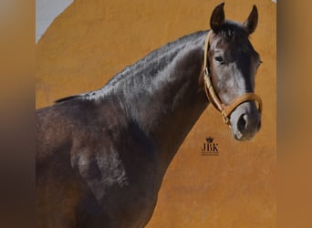 Hispano Mix, Ogier, 2 lat, 157 cm, Siwa