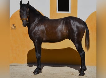 Hispano Mix, Ogier, 2 lat, 157 cm, Siwa