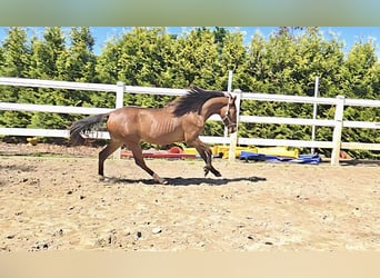 Hispano, Ogier, 2 lat, 158 cm, Gniada