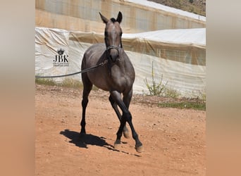 Hispano, Ogier, 2 lat, 158 cm, Siwa