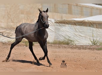 Hispano, Ogier, 2 lat, 158 cm, Siwa
