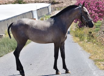 Hispano, Ogier, 2 lat, 158 cm, Siwa