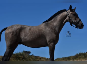 Hispano, Ogier, 2 lat, 158 cm, Siwa