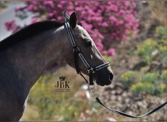 Hispano, Ogier, 2 lat, 158 cm, Siwa