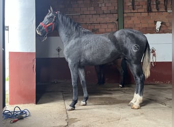 Hispano, Ogier, 2 lat, 159 cm, Siwa