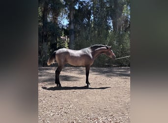Hispano, Ogier, 2 lat, 160 cm, Siwa