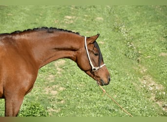 Hispano, Ogier, 3 lat, 156 cm, Gniada