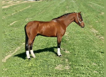Hispano, Ogier, 3 lat, 156 cm, Gniada