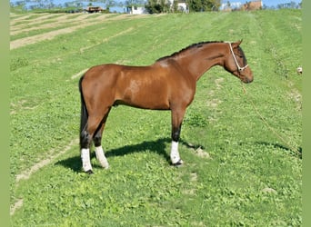 Hispano, Ogier, 3 lat, 156 cm, Gniada