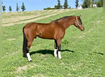 Hispano, Ogier, 3 lat, 156 cm, Gniada