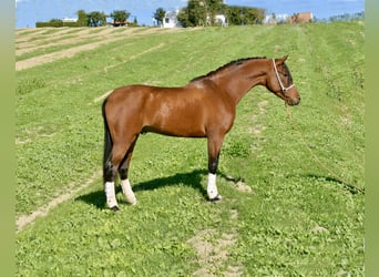 Hispano, Ogier, 3 lat, 156 cm, Gniada