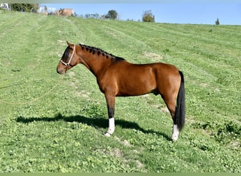 Hispano, Ogier, 3 lat, 156 cm, Gniada