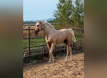Hispano, Ogier, 3 lat, 164 cm, Izabelowata