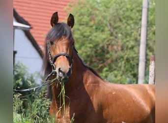 Hispano, Ogier, 4 lat, 155 cm, Ciemnokasztanowata