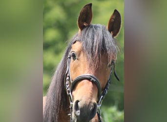 Hispano, Ogier, 4 lat, 155 cm, Ciemnokasztanowata