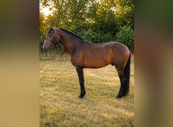 Hispano, Ogier, 4 lat, 160 cm, Ciemnogniada