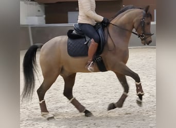 Hispano, Wałach, 10 lat, 159 cm, Gniada