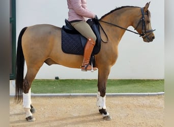 Hispano, Wałach, 10 lat, 159 cm, Gniada