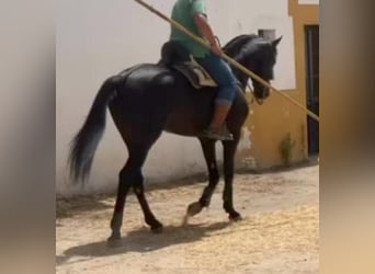 Hispano Mix, Wałach, 10 lat, 167 cm, Kara