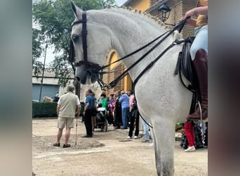 Hispano, Wałach, 12 lat, 163 cm, Siwa