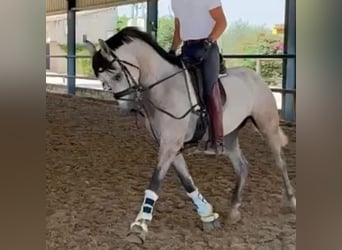 Hispano, Wałach, 3 lat, 151 cm, Siwa
